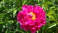 Peony Ã¢â¬â a truly magnificent flower. Royalty Free Stock Photo